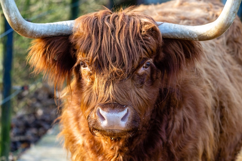 Scottish highland cattle - De Zonnegloed - Animal park - Animal refuge centre 